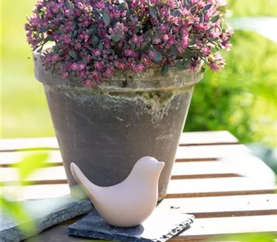Sedum cauticola