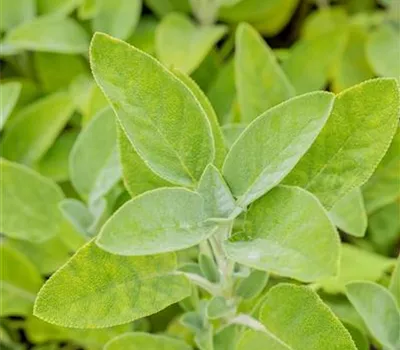 Salvia nemorosa 'Rosakönigin'