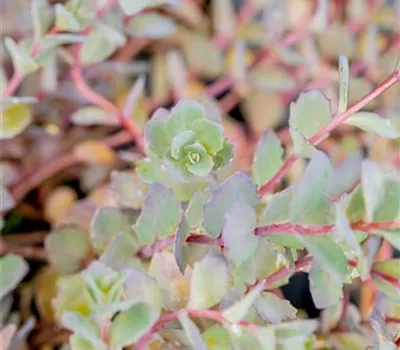Sedum cauticola 'Bertram Anderson'