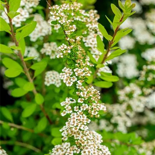 Spiraea nipponica 'Snowmound' Spiraea nipponica 'Snowmound'