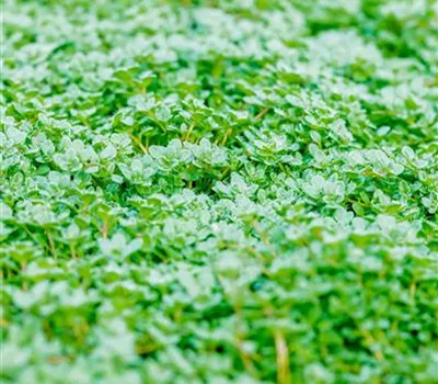 Thymus praecox 'Minor'