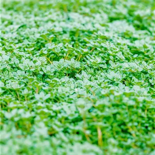 Thymus praecox 'Minor'