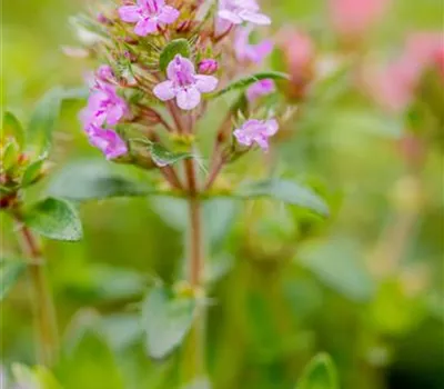 Thymus serpyllum 'Coccineus' Thymus serpyllum 'Coccineus'
