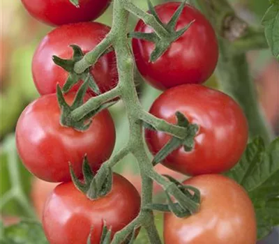 Tomaten – vielseitiges Gemüse für drinnen und draußen