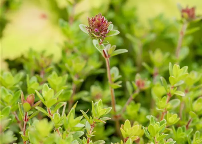 Thymus x citriodorus