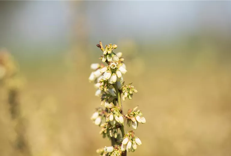 Vaccinium corymbosum 'Chandler' Vaccinium corymbosum 'Chandler'