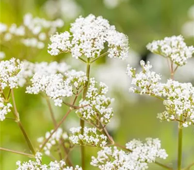 Valeriana officinalis