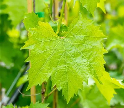 Vitis 'Muscat bleu' Vitis 'Muscat bleu'