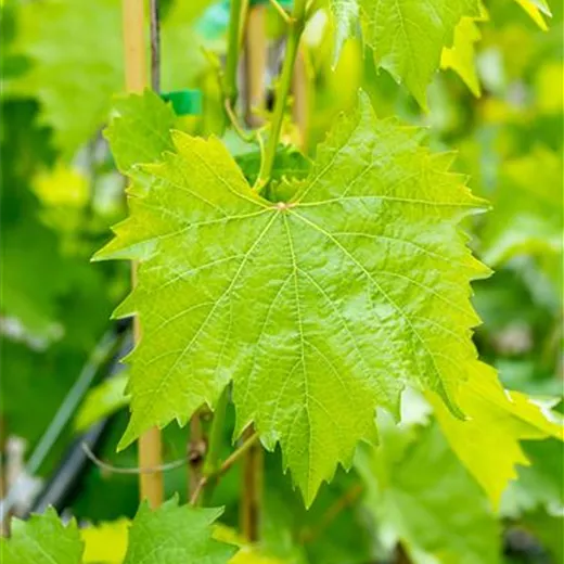 Vitis 'Muscat bleu' Vitis 'Muscat bleu'
