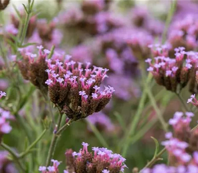 Verbena bonariensis 'Lollipop'
