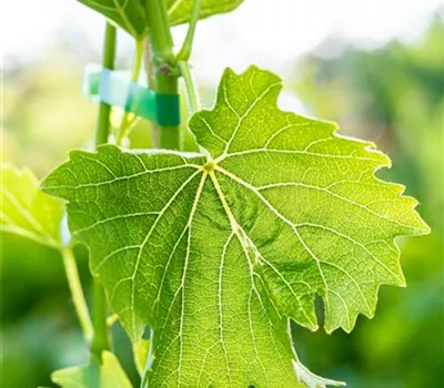 Vitis 'Birstaler Muskat' -S- Vitis 'Birstaler Muskat' -S-
