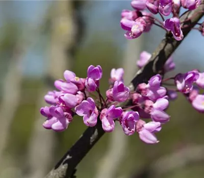 Cercis siliquastrum