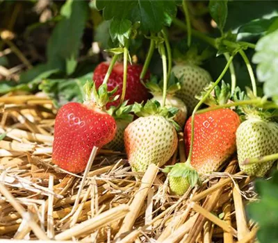 Fragaria 'Asia' großfruchtig Fragaria 'Asia' großfruchtig