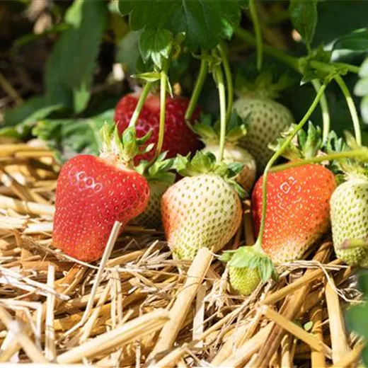 Fragaria 'Asia' großfruchtig