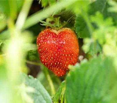 Fragaria 'Malwina' spät Fragaria 'Malwina' spät