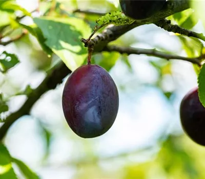 Prunus dom.'Topper' -S- CAC