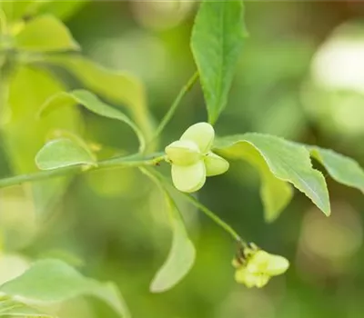 Euonymus europaeus Euonymus europaeus