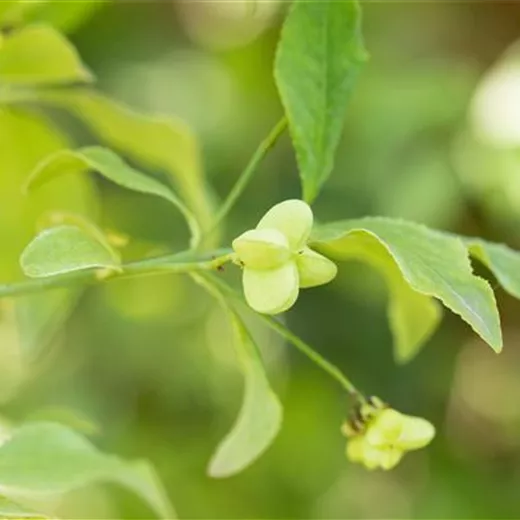 Euonymus europaeus