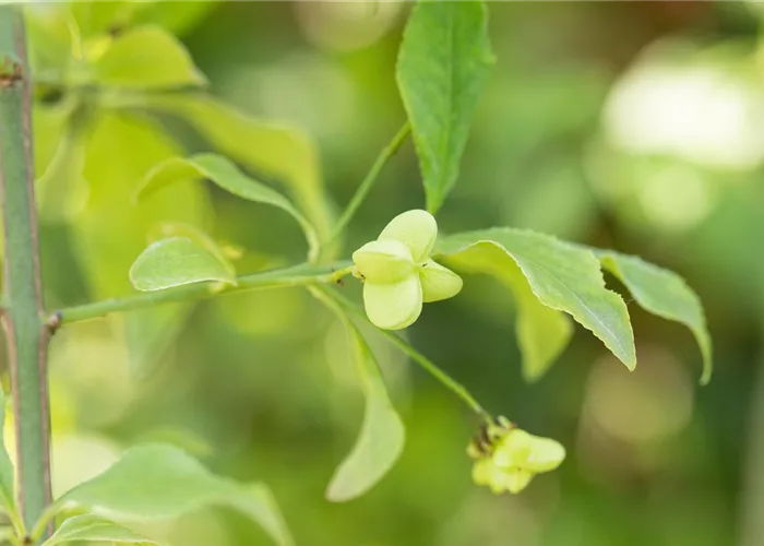 Euonymus europaeus