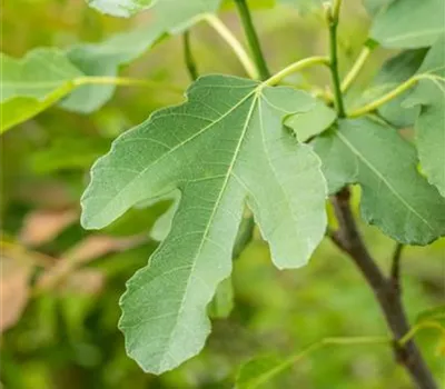 Ficus carica 'Brown Turkey' CAC