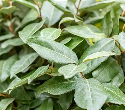 Elaeagnus ebbingei