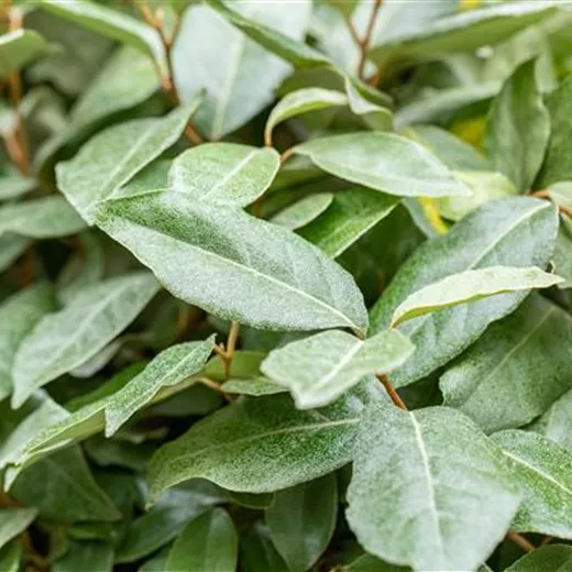 Elaeagnus ebbingei Elaeagnus ebbingei