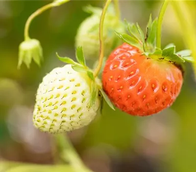 Fragaria x ananassa 'Diamante'