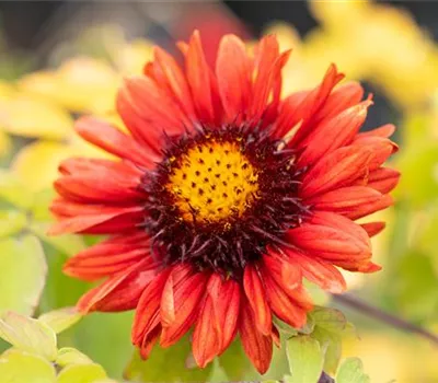 Gaillardia x grandiflora 'Burgunder' Gaillardia x grandiflora 'Burgunder'
