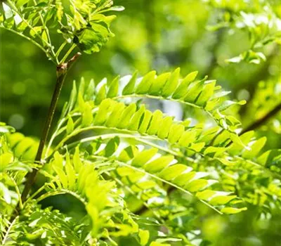 Gleditsia triacanthos 'Skyline'