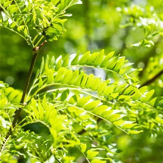 Gleditsia triacanthos 'Skyline'