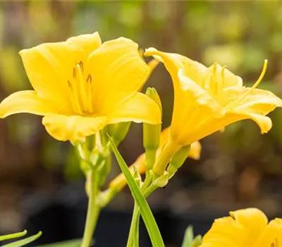Hemerocallis x cult.'Stella de Oro'