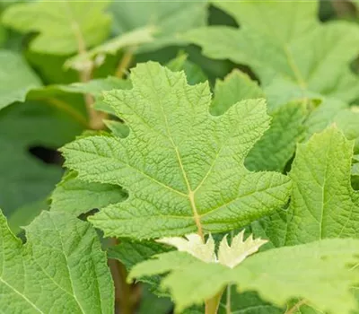 Hydrangea quercifolia "Snow Queen" Hydrangea quercifolia "Snow Queen"