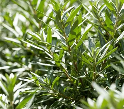 Hippophae rhamnoides 'Hikul' Hippophae rhamnoides 'Hikul'