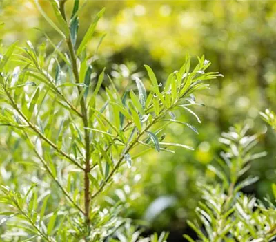 Hippophae rhamnoides 'Sandora Hipparth' Hippophae rhamnoides 'Sandora Hipparth'