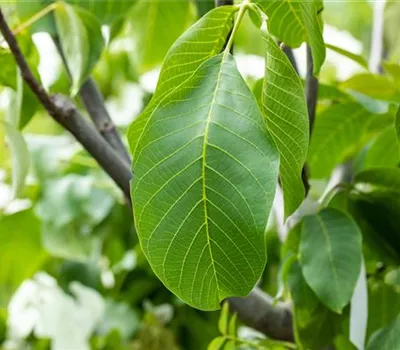 Juglans regia Juglans regia