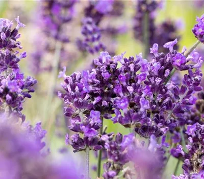 Lavandula angustifolia 'Hidcote'
