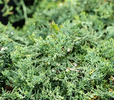 Juniperus horizontalis 'Wiltonii' Juniperus horizontalis 'Wiltonii'