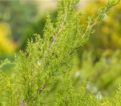 Juniperus media 'Mint Julep'