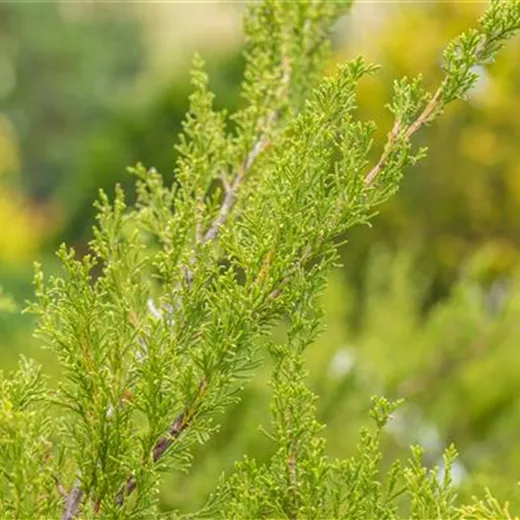 Juniperus media 'Mint Julep' Juniperus media 'Mint Julep'