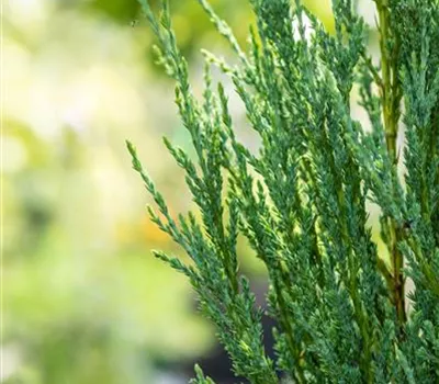 Juniperus scopulorum 'Blue Arrow'