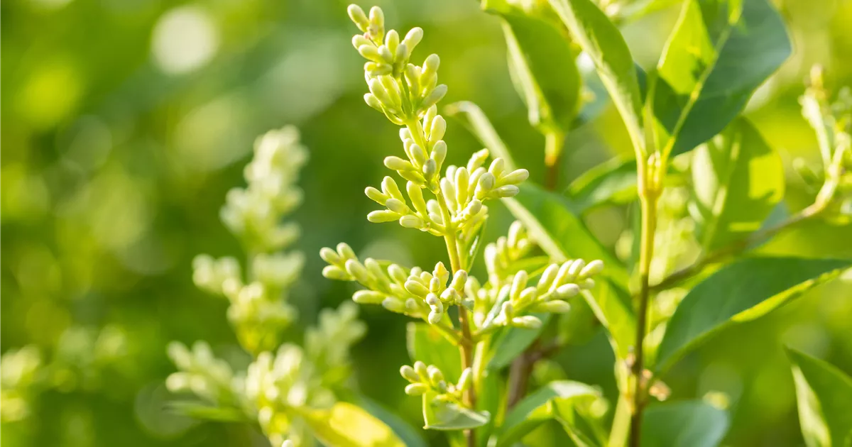 Ligustrum ovalifolium