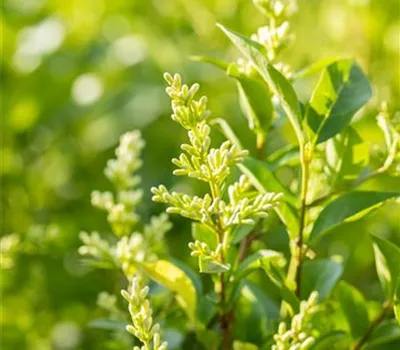 Ligustrum ovalifolium Ligustrum ovalifolium