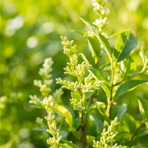 Ligustrum ovalifolium