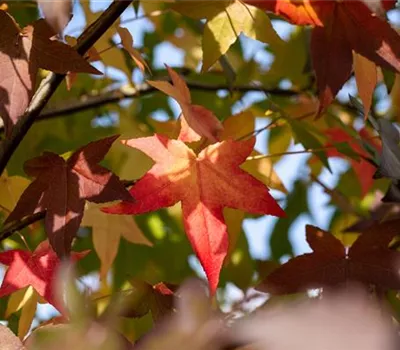 Liquidambar styraciflua Liquidambar styraciflua