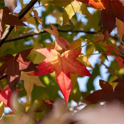 Liquidambar styraciflua