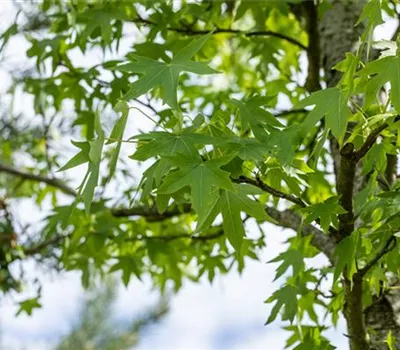 Liquidambar styraciflua 'Worplesdon'
