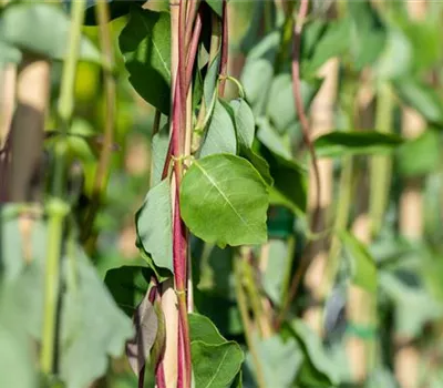 Lonicera caprifolium Lonicera caprifolium