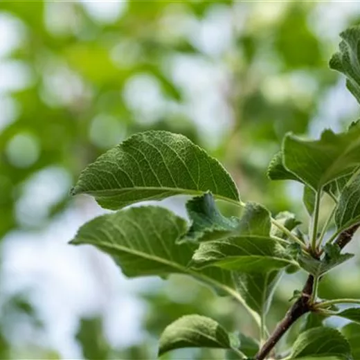 Malus 'Resi' -S- CAC Malus 'Resi' -S- CAC