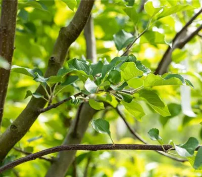Malus 'Rubinola' -S- CAC Malus 'Rubinola' -S- CAC