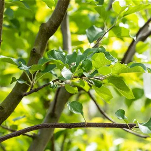 Malus 'Rubinola' -S- CAC